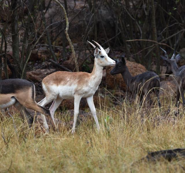Kwaggarif African Safaris
