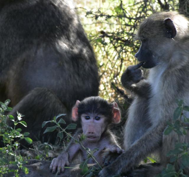 Kwaggarif African Safaris