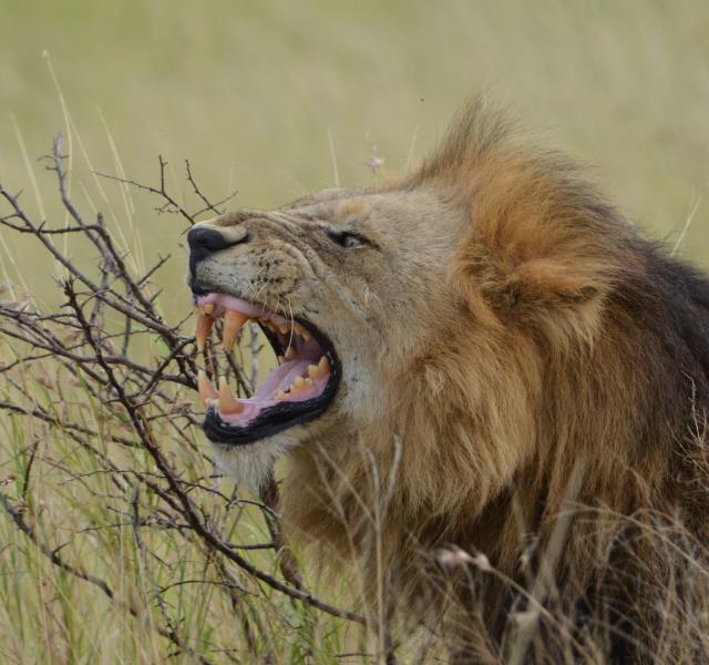 Kwaggarif African Safaris