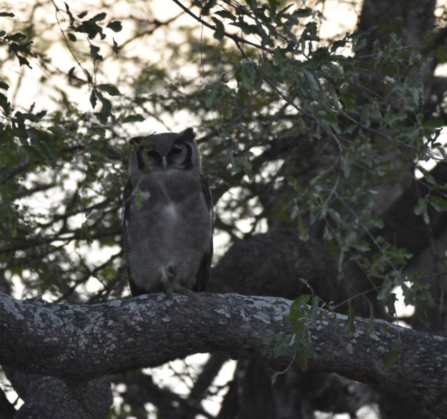 Kwaggarif African Safaris