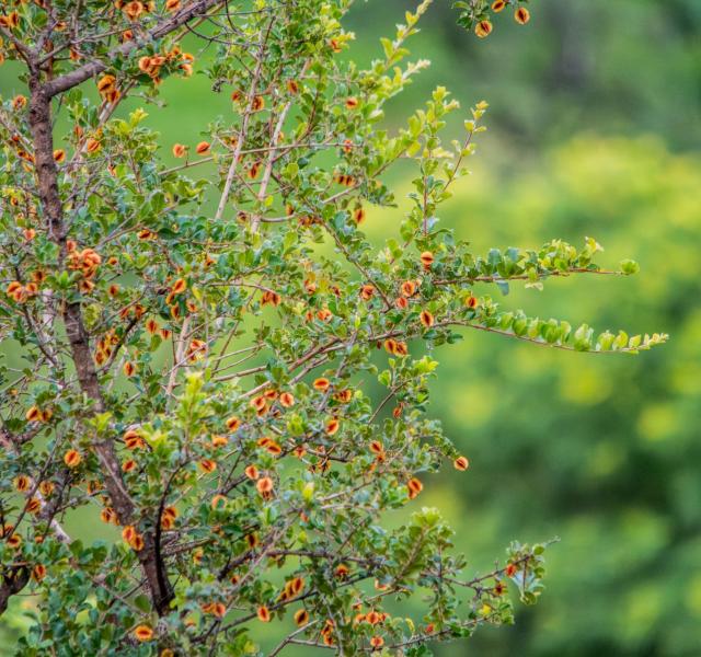 Kwaggarif African Safaris