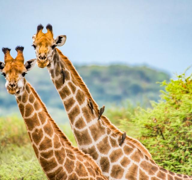 Kwaggarif African Safaris