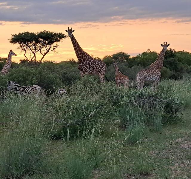 Kwaggarif African Safaris