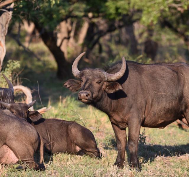 Kwaggarif African Safaris