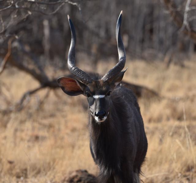 Kwaggarif African Safaris