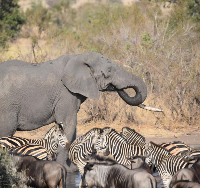 Kwaggarif African Safaris