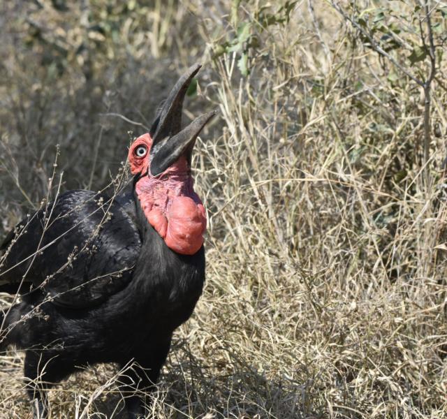 Kwaggarif African Safaris