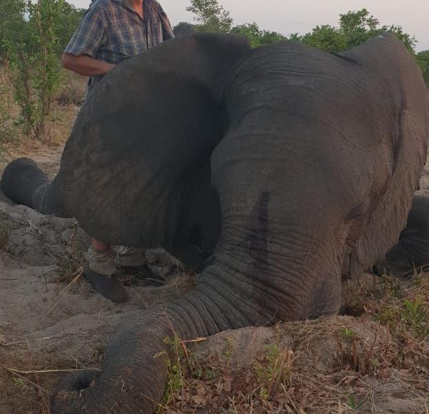 Kwaggarif African Safaris