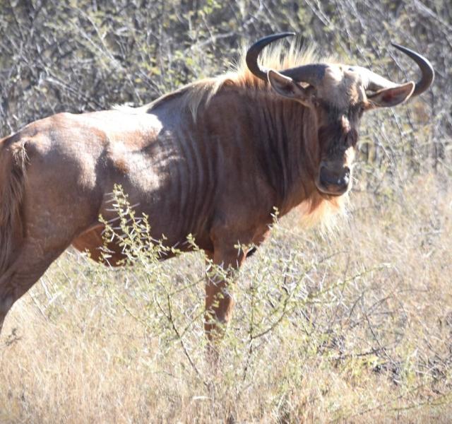 Kwaggarif African Safaris