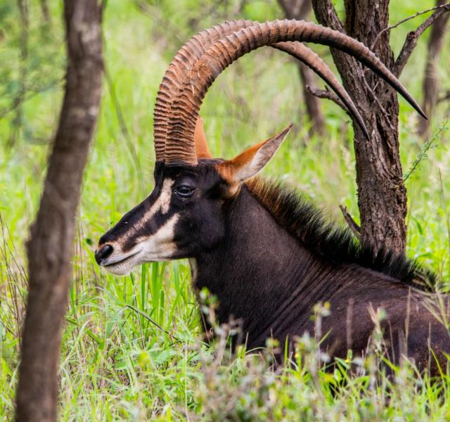 Kwaggarif African Safaris