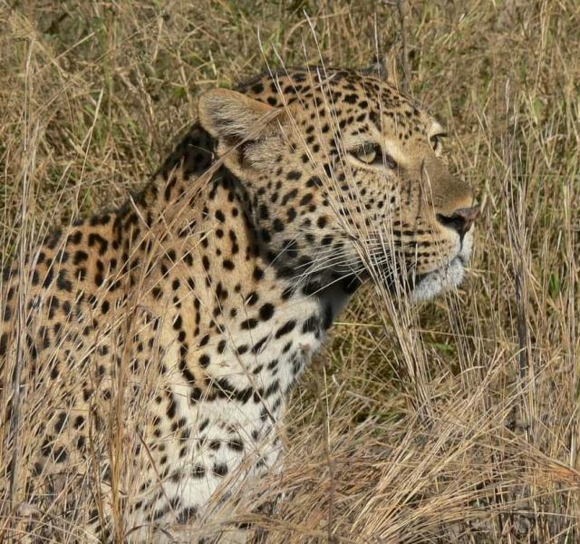 Kwaggarif African Safaris