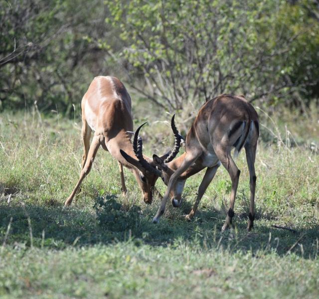 Kwaggarif African Safaris
