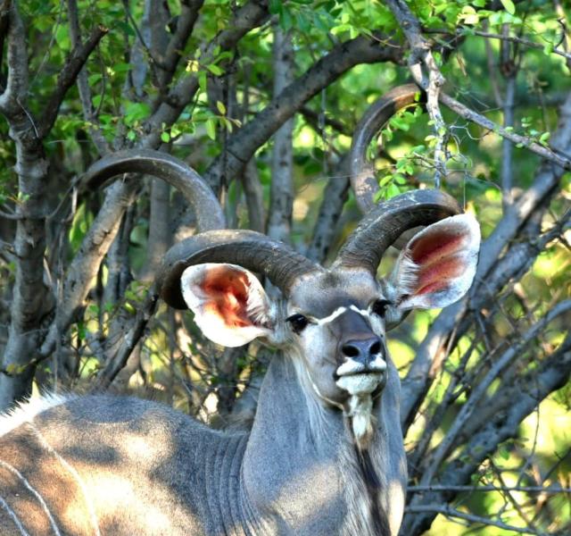 Kwaggarif African Safaris