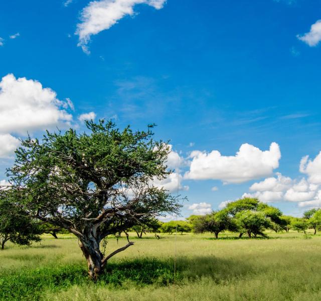 Kwaggarif African Safaris