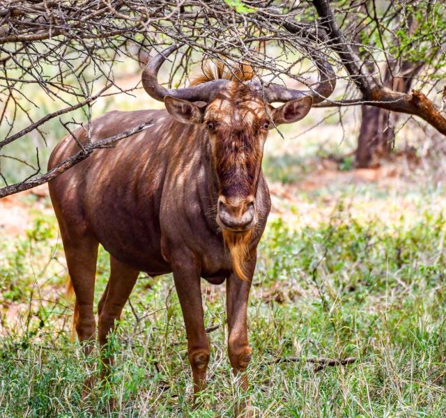 Kwaggarif African Safaris