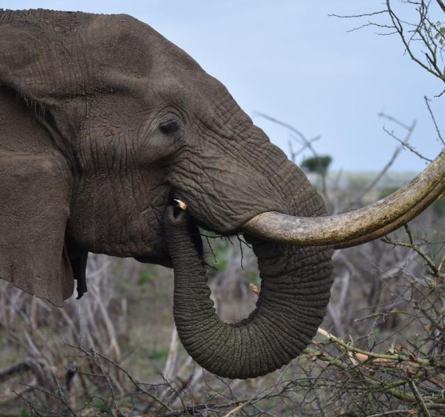 Kwaggarif African Safaris