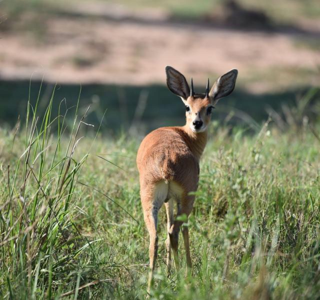 Kwaggarif African Safaris