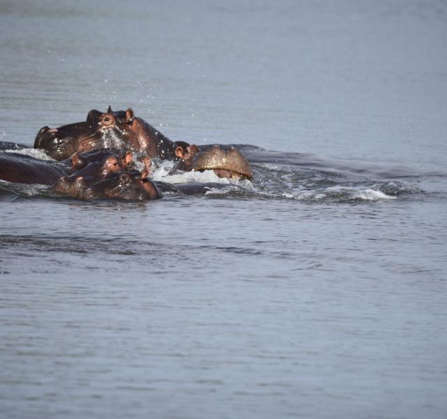 Kwaggarif African Safaris