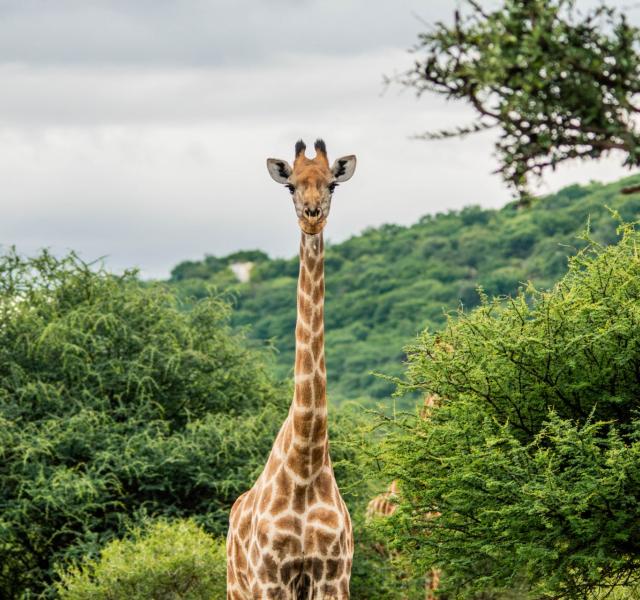 Kwaggarif African Safaris